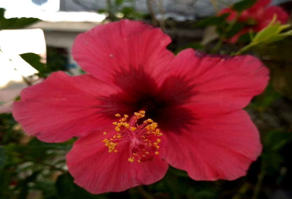 CONHEÇA ESSA LINDA PLANTA ORNAMENTAL CHAMADA HIBISCO