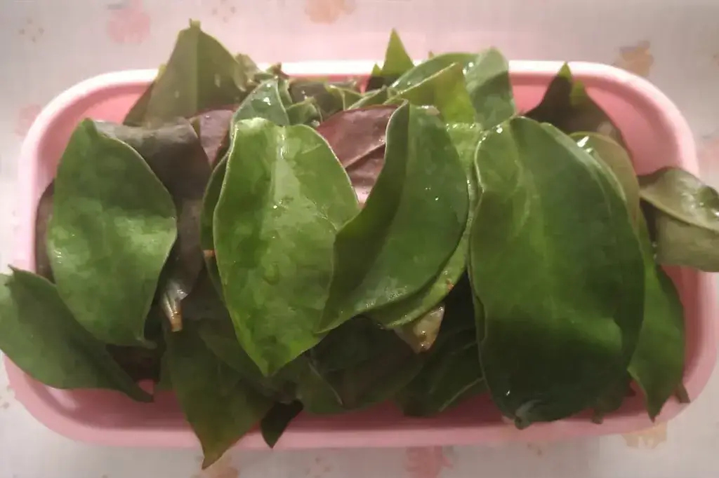 Folhas de ora-pro-nóbis hidratadas e limpas em um recipiente rosa.
