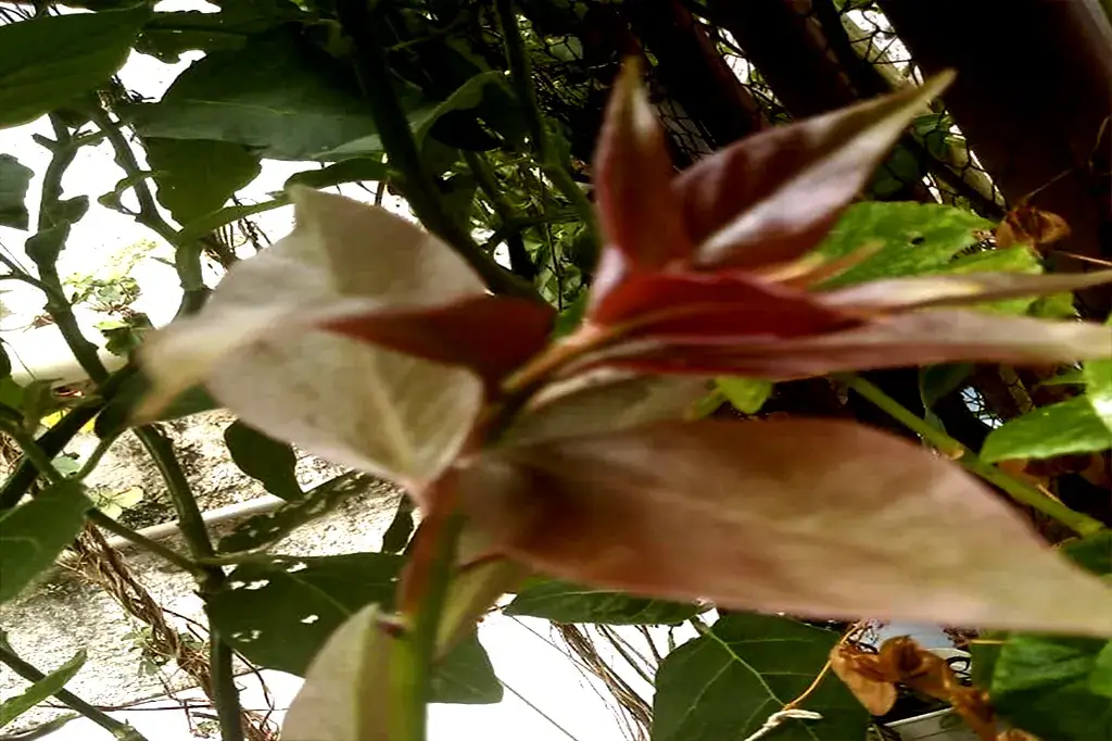 Broto de ora-pro-nóbis com folhas verdes em crescimento.