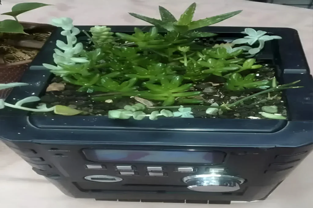 Jibóia cultivada em um frasco de perfume reciclado, criando um arranjo decorativo sustentável e moderno para interiores.