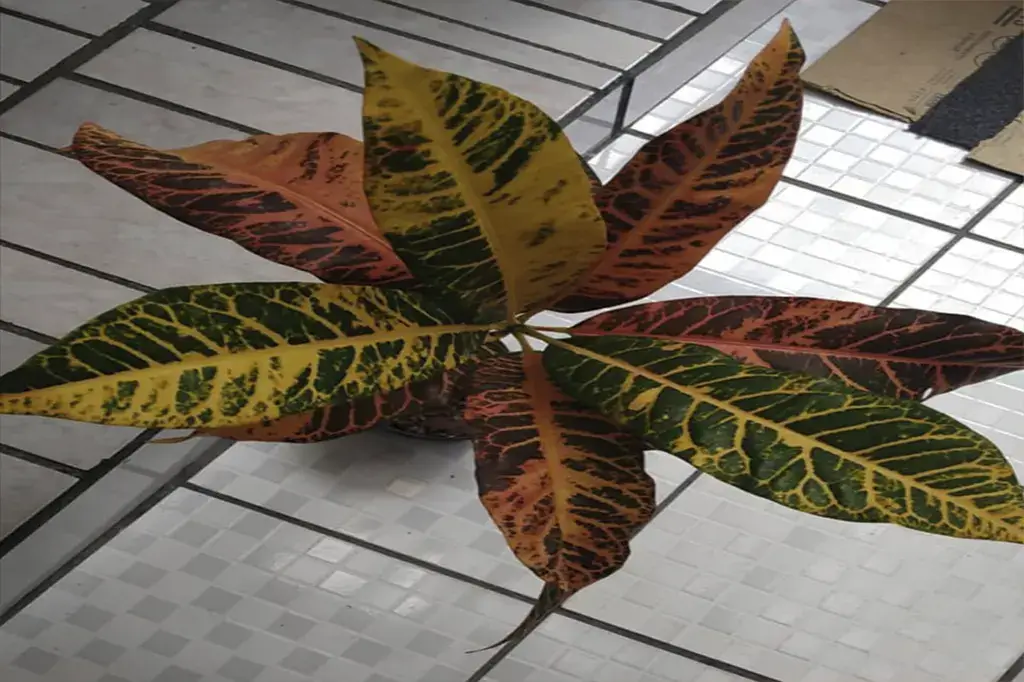 Planta cróton com folhas vibrantes em tons de verde, amarelo e vermelho.