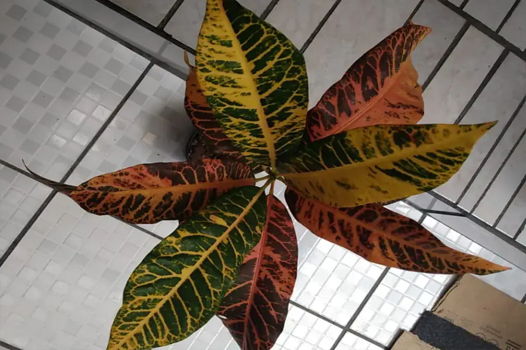 Cróton com folhas predominantemente verdes com manchas amarelas.