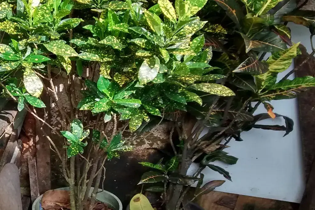 Cróton no jardim com folhas de cores vibrantes.