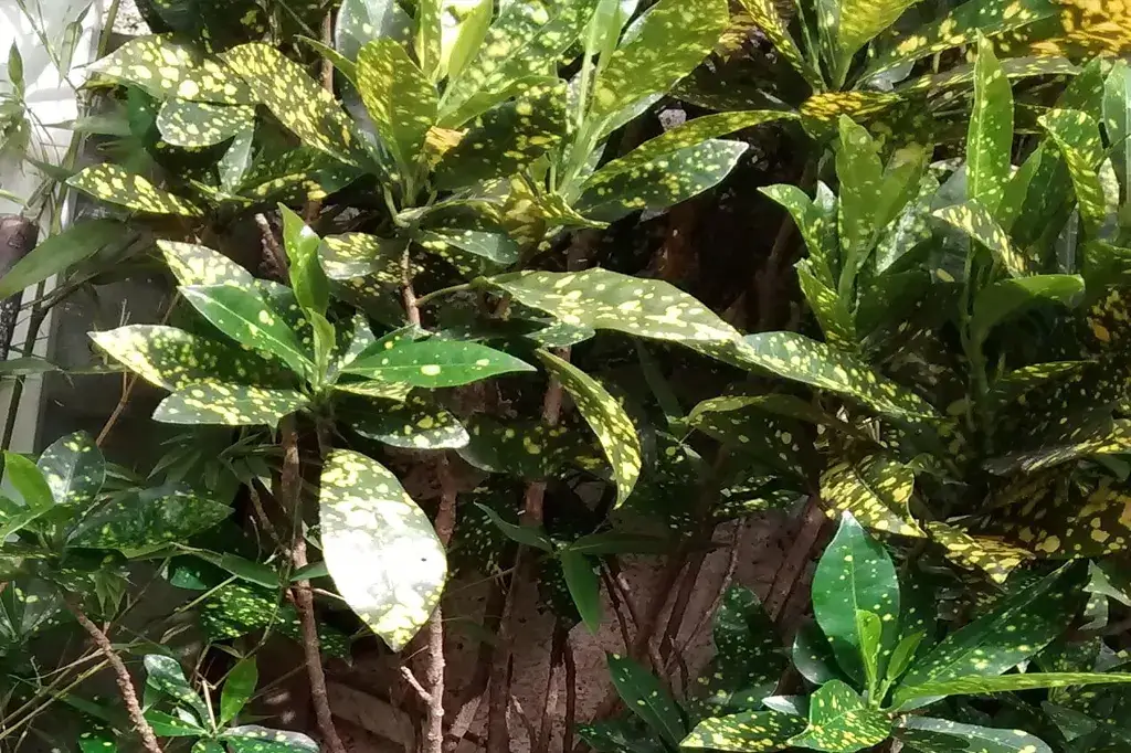Detalhe de cróton com folhas verdes e amarelas em um vaso.