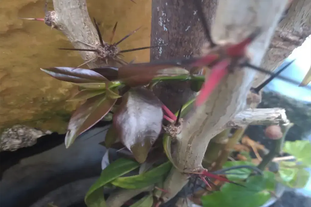Detalhe dos espinhos e folhas avermelhadas da ora-pro-nóbis.