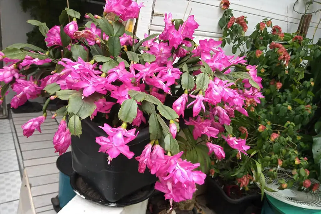 Jardim Florido no Inverno: Dicas e Plantas Resistentes