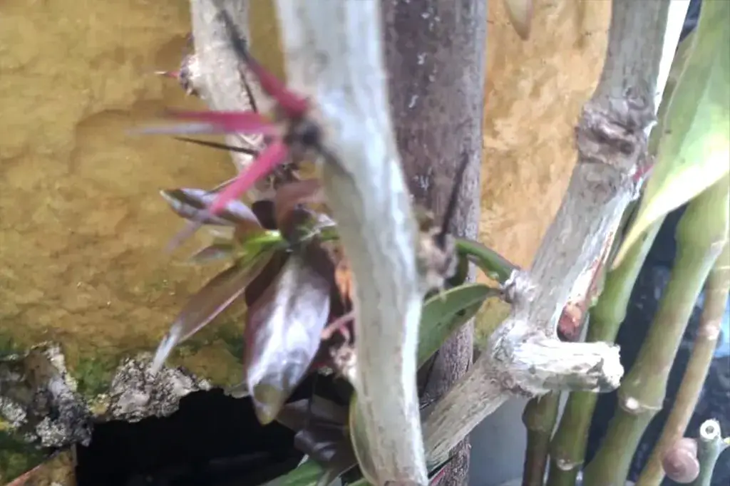 Folhas frescas de ora-pro-nóbis em tonalidade verde vibrante.