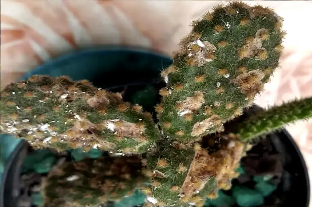 Cacto com fungos visíveis nas folhas em um vaso com pedras verdes.