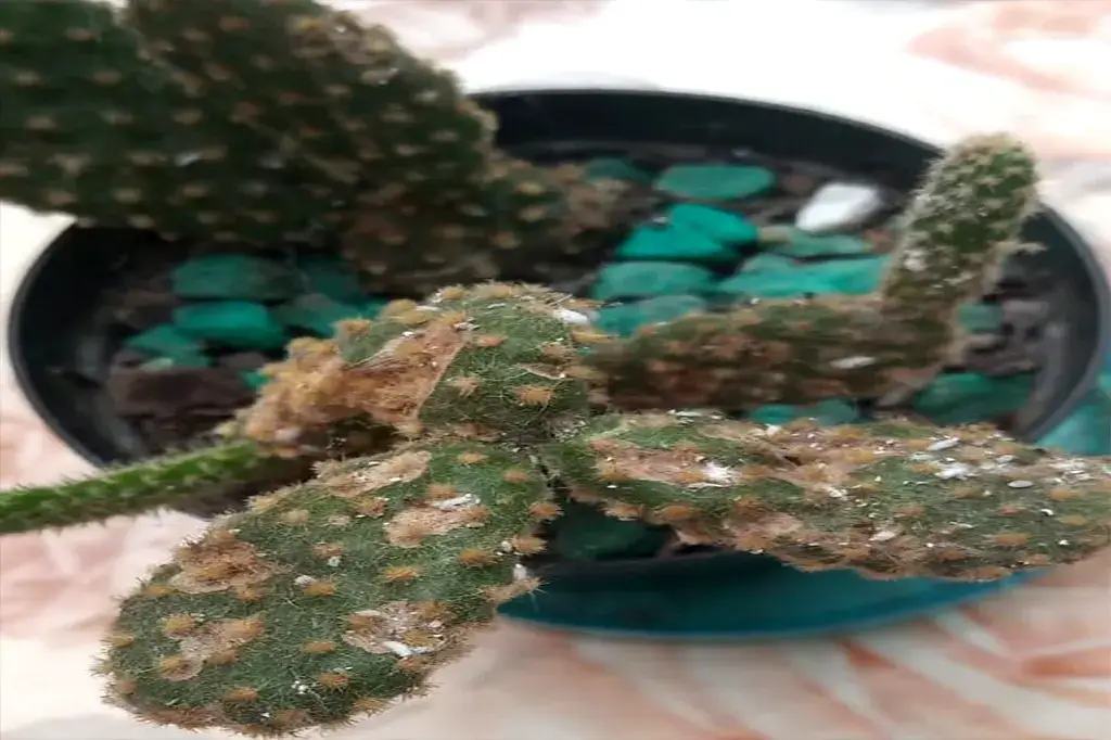 Cacto com infestação severa de fungos e manchas brancas nas folhas.