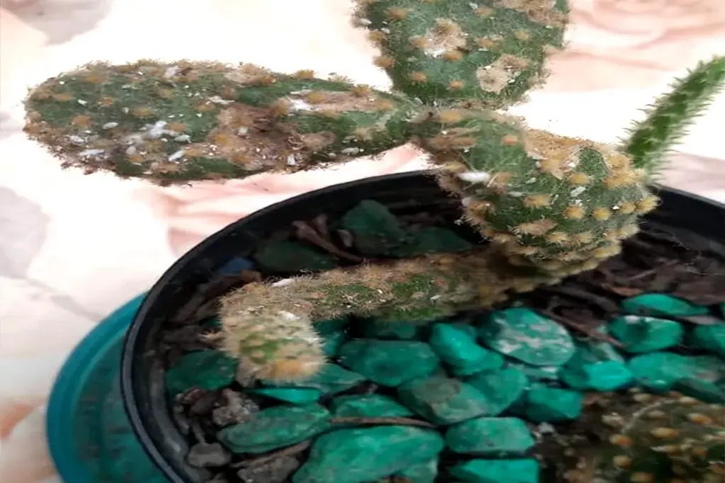 Detalhe de folhas de cacto afetadas por fungos, com pontos brancos e marrons.