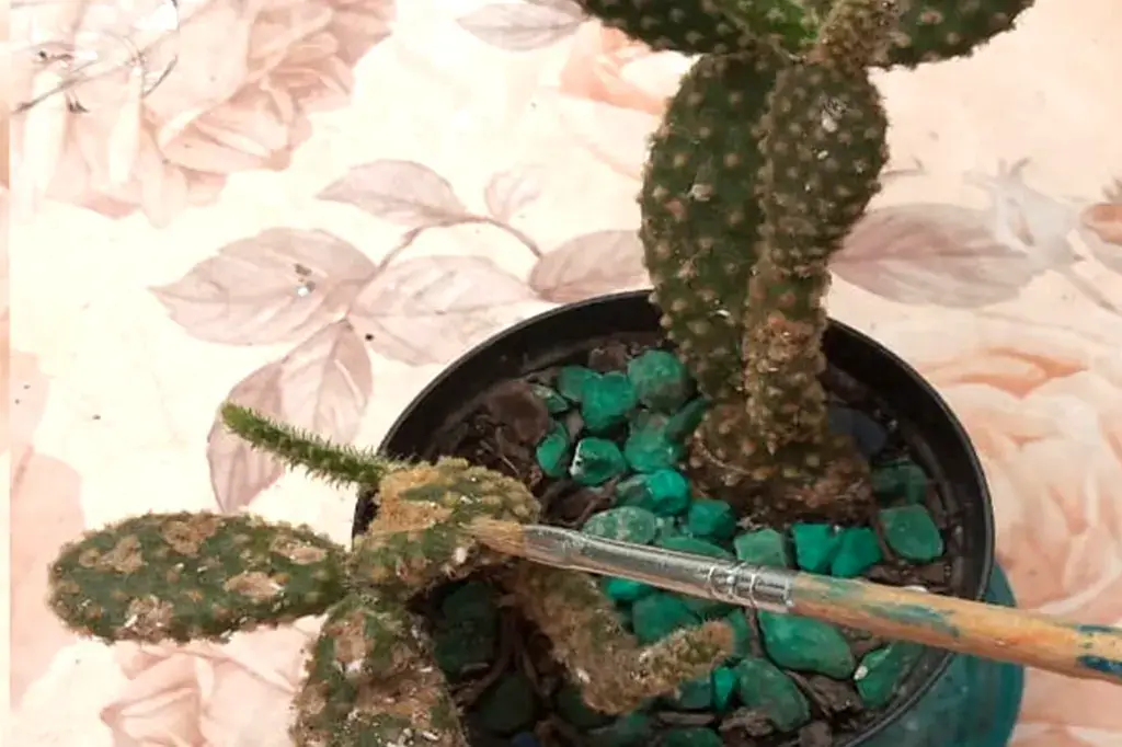 Detalhe de limpeza de fungos em cacto utilizando um pincel, em vaso com pedras verdes.