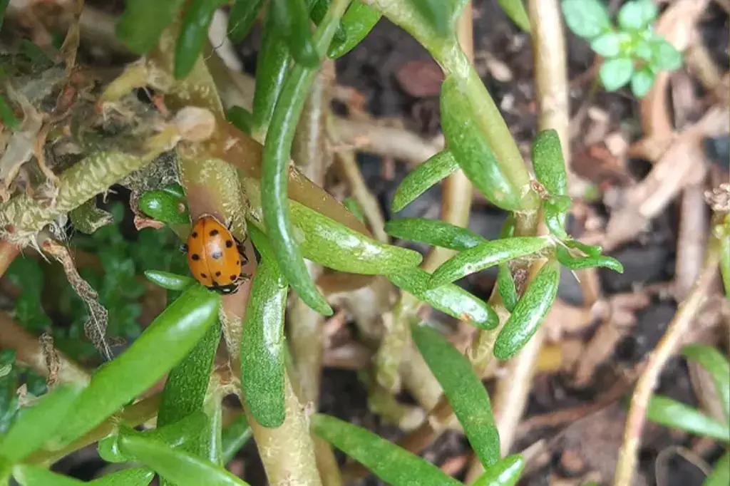 Joaninha entre plantas verdes, protegendo o jardim de pragas de forma natural.