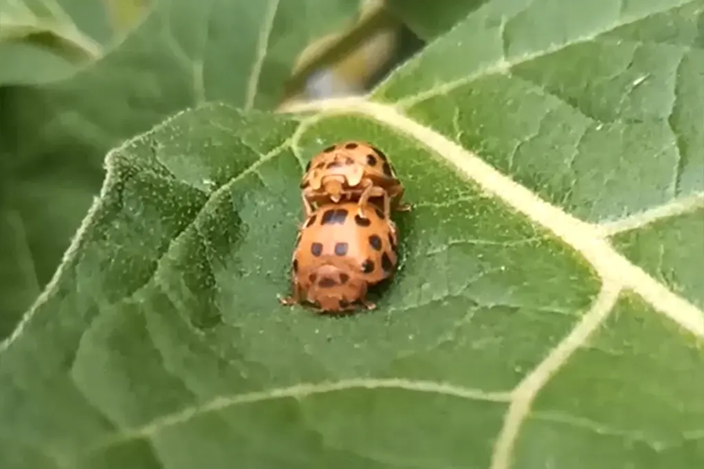 Duas joaninhas interagindo em folha, essenciais para jardins saudáveis.