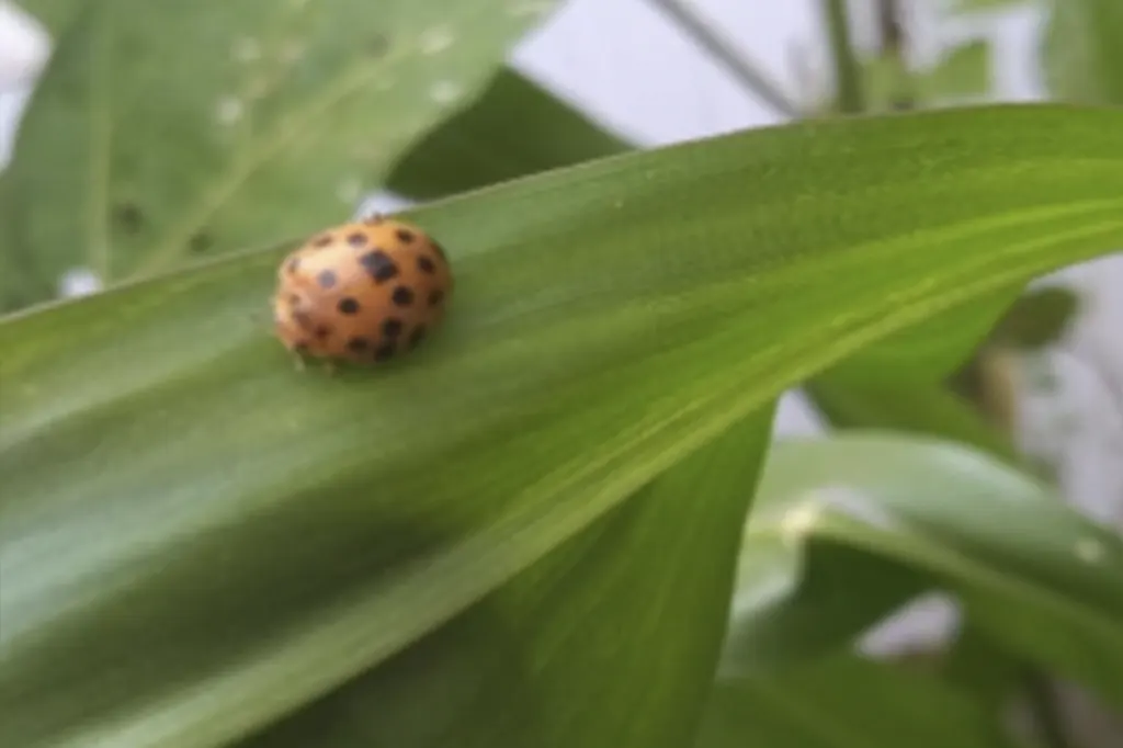 Joaninha caminhando em folha longa, símbolo da proteção natural para plantas.