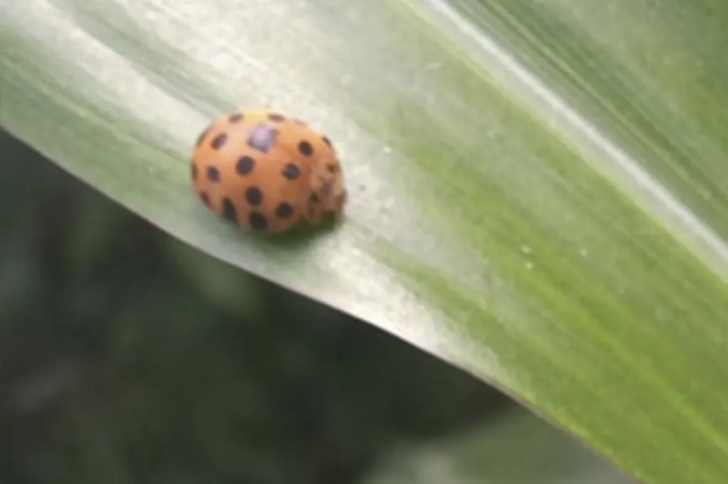 Joaninha solitária em folha de planta, destacando a beleza e o equilíbrio do jardim.