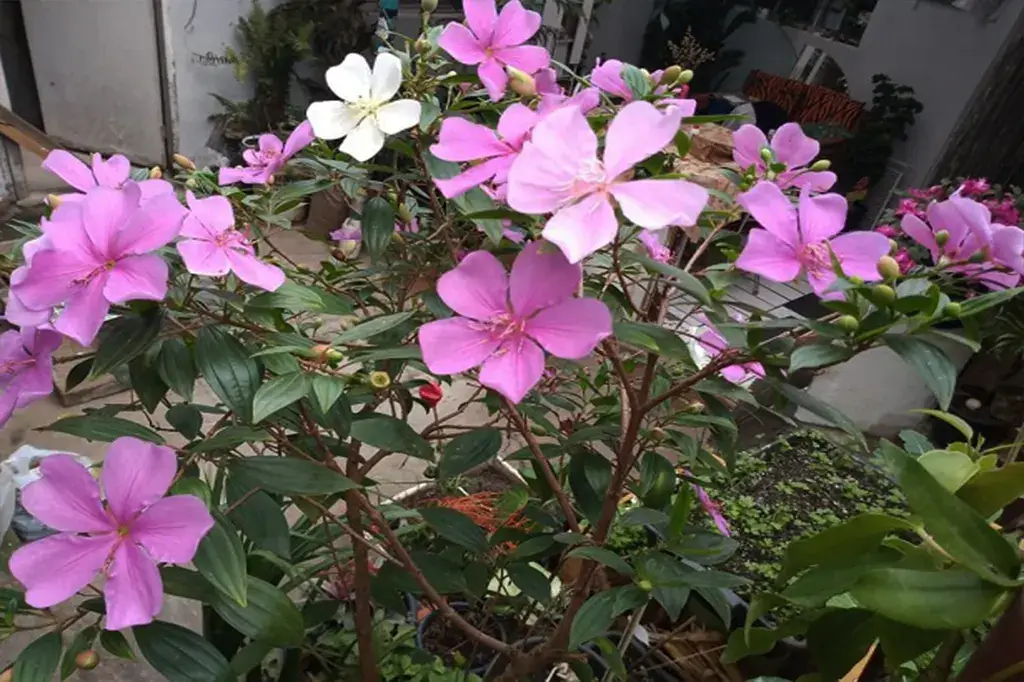 Arbusto de Manacá da Serra com abundantes flores rosadas em um jardim residencial.