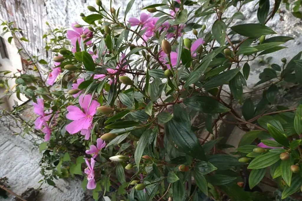 Galhos do Manacá da Serra cheios de botões e flores rosadas, próximos a uma parede decorativa.