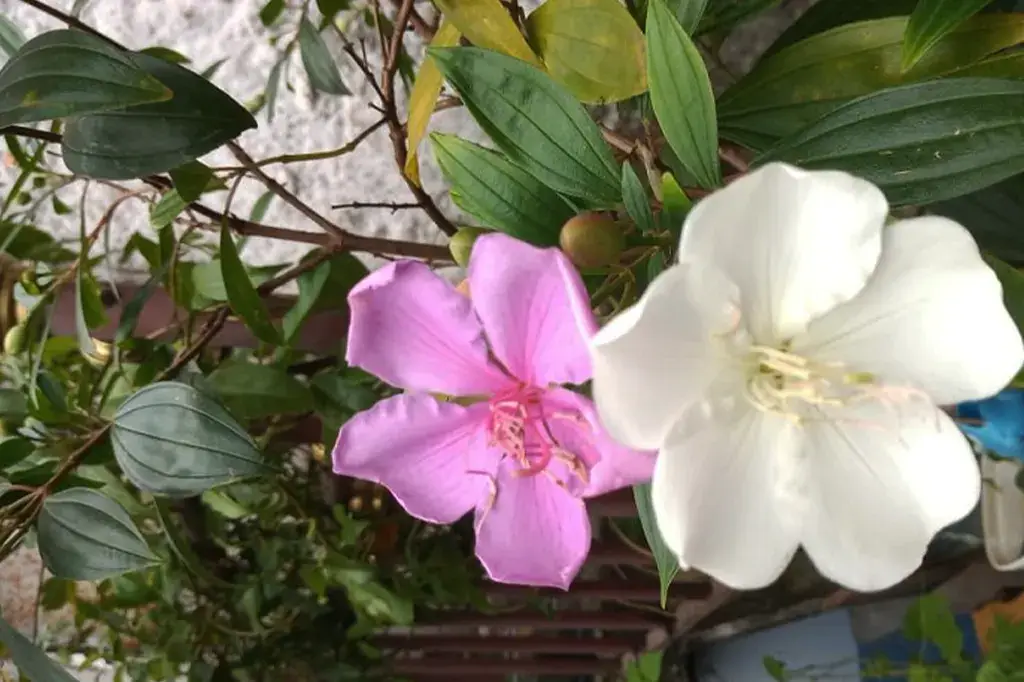 Detalhe de flores do Manacá da Serra em duas cores: rosa e branca, demonstrando sua característica única de mudança de tonalidade.