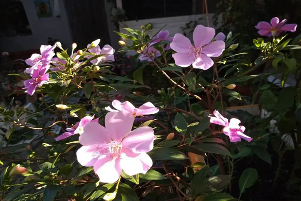 Flores de Manacá da Serra iluminadas pelo sol, destacando suas pétalas delicadas e tons rosados.